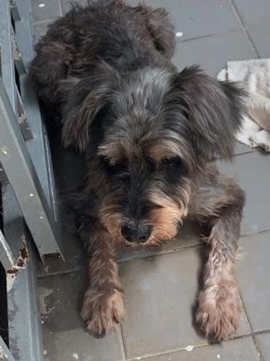 schnauzer lost ipoh perak malaysia