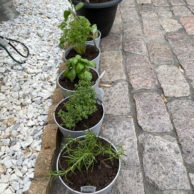 Pots of organic herbs on brick patio
