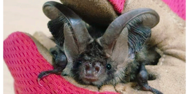 Brown Long-eared bat in gloved hand