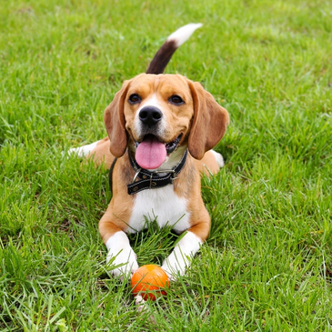 Dog with a ball, laying on grass