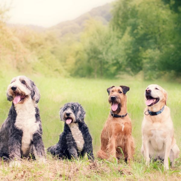 4 dogs sitting outside by trees