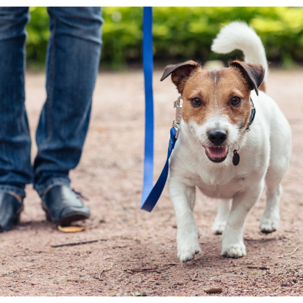 Person walking dog