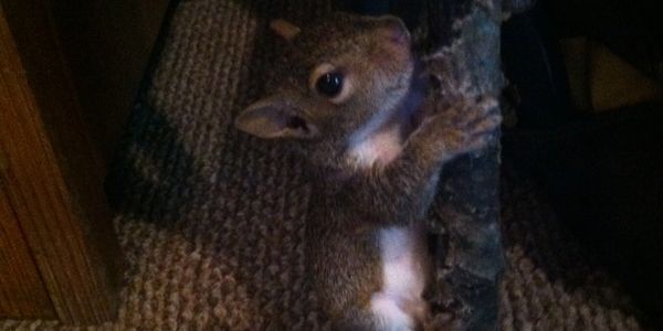 WiggleWorm, 5 wks. old climbing on cane