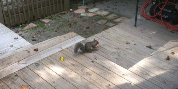 Augie eating walnut,September 2021
