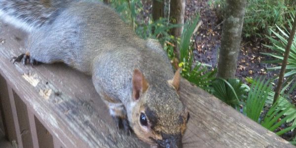 Scrappy, the Swamping Squirrel