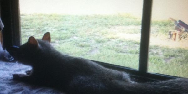 WiggleWorm ,sunning in window
