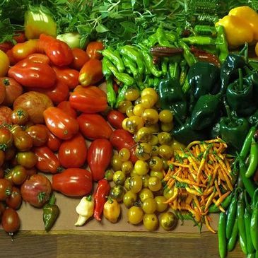 Tomatoes Peppers Jalapenos Hot Sauce Vegetables Garden Produce Local Homegrown Austin Chilis Salsa