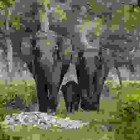 Elephants at Nuxalbari Tea  Estate 