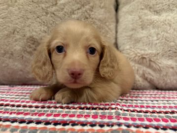 Phoenix's cream male. named Creed