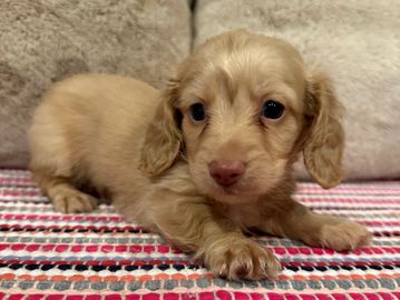 Phoenix's cream male. named Winston