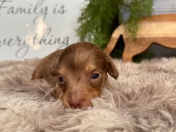 Isabella's Choc/Cream Dapple Male, Tiny. Barkley