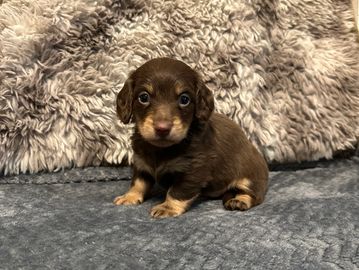 Willow choc male