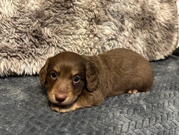 Willow choc male lighter