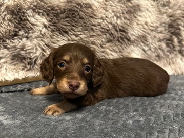 Maple lighter? female