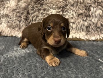 Maple reg female