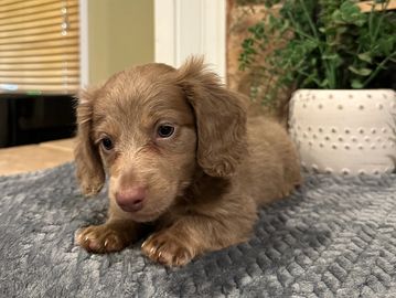 Phoenix's Isabella/Tan Male