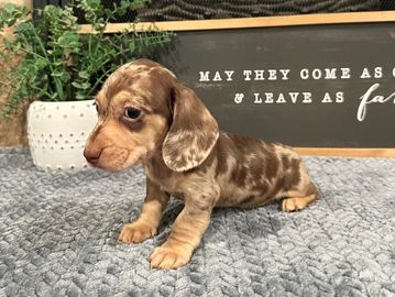 Sandy's SH Choc/Cream Dap. Male