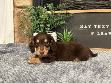 Sandy's Choc/Tan LH Male