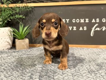 Sandy's Choc/Tan SH Male