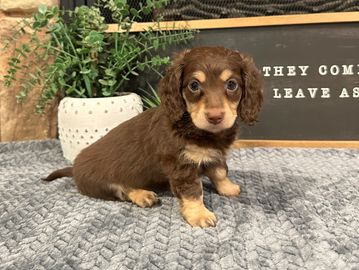 Hazel's choc/cream female. ruby