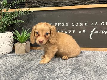 Penny's Red Male