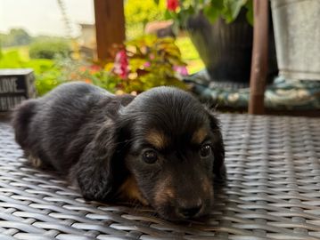 Bella Small Boy