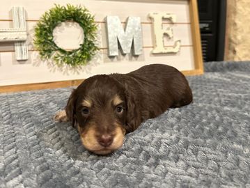 Daphne's choc/cream male