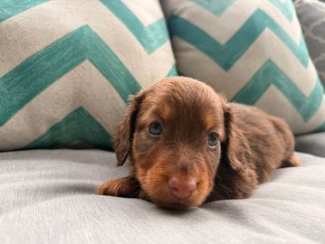 red base male. Jersey
