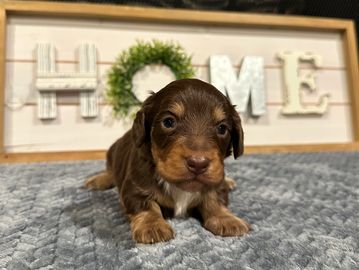 Daphne's choc/tan male