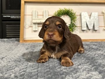 Daphne's choc/tan female