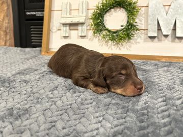 Mocha's choc male