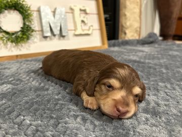 Mocha's choc hidden dap female