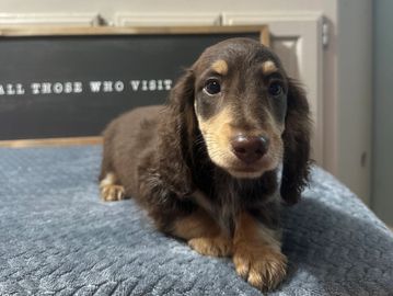 Daphne choc cream male. lighter