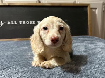 Angel cream male larger head