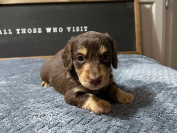 Violet's Choc/Tan Male