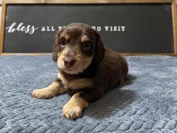 Violet's Choc/Tan Female Bigger