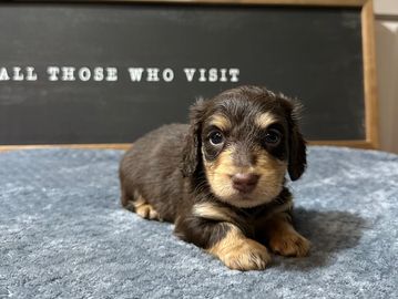 Violet's Choc/Tan Smaller