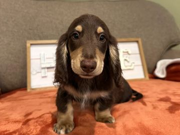 Daphne choc cream male. lighter