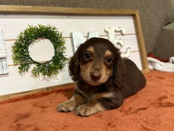 Violet's Choc/Tan Male