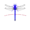 Blue dragonfly Wellness Centre WA