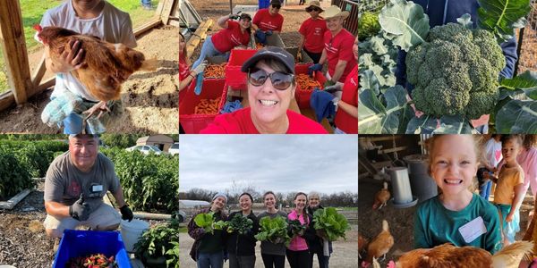 Volunteers growing vegetables