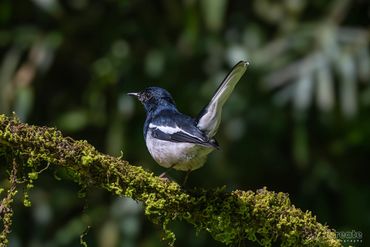 The Oriental Magpie-Robin (Copsychus saularis) is one of the most familiar and melodious songbirds