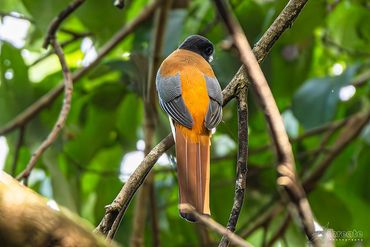 The Female Malabar Trogon — one of the most beautiful and elusive birds of India’s Western Ghats.