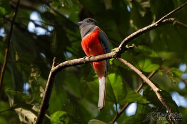The Male Malabar Trogon — one of the most beautiful and elusive birds of India’s Western Ghats.
