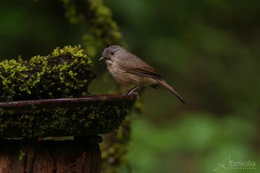 The Brown-cheeked Fulvetta (Alcippe poioicephala) is a small, active, and unobtrusive bird
