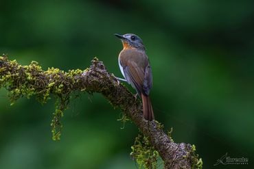The female White-bellied Blue Flycatcher (Cyornis pallipes)
