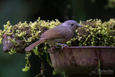 The Brown-cheeked Fulvetta (Alcippe poioicephala) is a small, active, and unobtrusive bird