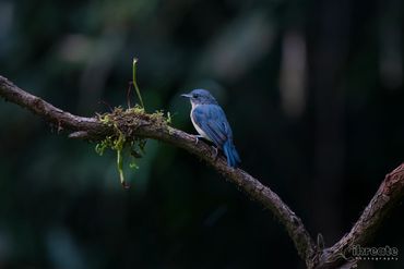 The male Blue Flycatcher is one of the most striking little forest birds of India