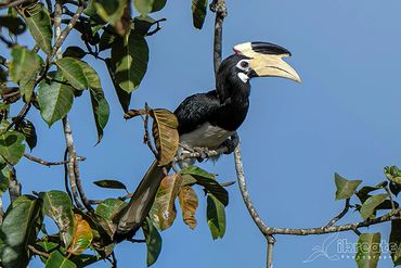 The Pied Hornbill usually refers to the Oriental Pied Hornbill (Anthracoceros albirostris)