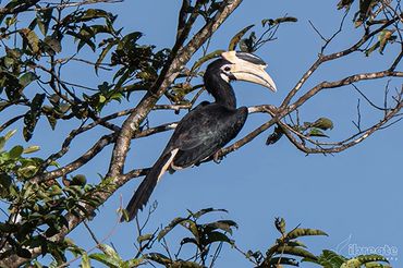 The Pied Hornbill usually refers to the Oriental Pied Hornbill (Anthracoceros albirostris)